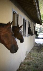 Pension pour chevaux et poneys